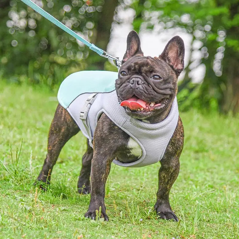 Active Paws | Dog Cooling Vest with Three-Layer Fabric System | Lightweight Cooling Jacket for Outdoor Adventures